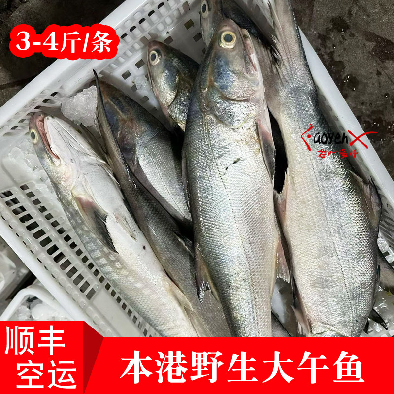 福建漳州本港海钓大午鱼新鲜海鲜马友鱼海鱼四指马鲅午笋鱼 3-4斤