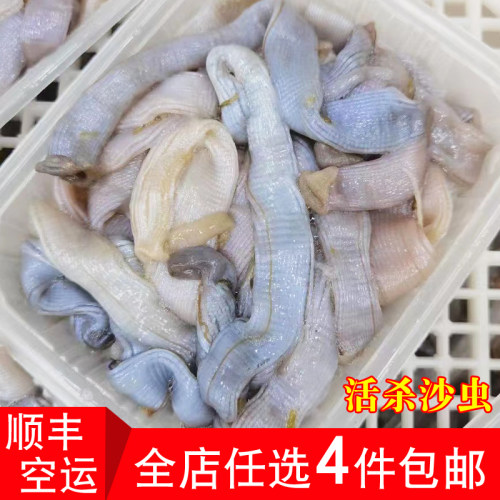 野生沙虫去肚去沙袋福建新鲜海鲜