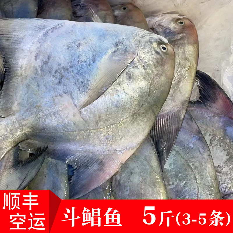 斗鲳鱼福建本港海捕野生鹰鲳新鲜海鲜海鱼中华鲳海产平鱼5斤3-5条