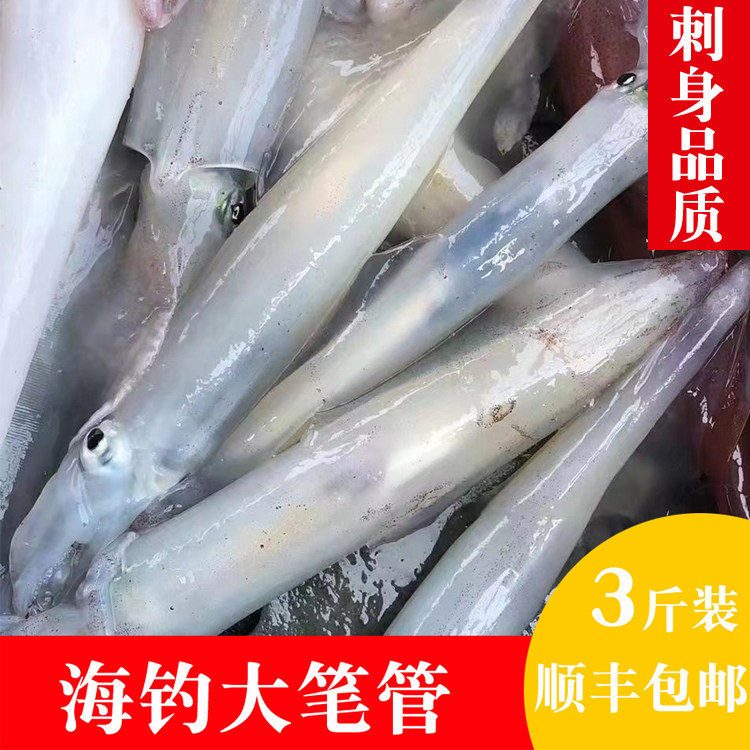 新鲜海钓大管福建鲜活海鲜刺身火箭枪鱿鱼乌贼大笔管鱼海兔子水产
