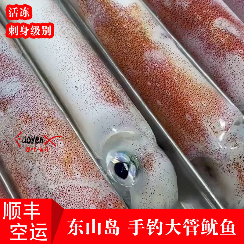 东山岛手钓大管鱿鱼刺身级别福建漳州海钓火箭筒鱿鱼枪乌贼笔管鱼