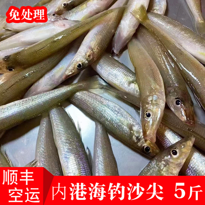 新鲜海钓沙尖鱼免处理大金梭子鱼