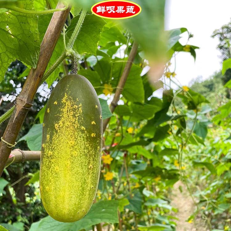 云南老品种黄瓜新鲜山地黄瓜土黄黄瓜
