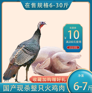 农家散养火鸡活体现杀火鸡肉尼古拉青铜贝蒂娜圣诞火鸡感恩火鸡