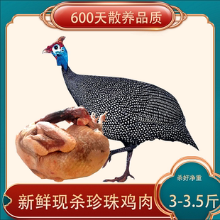 散养珍珠鸡活体现杀珍珠鸡肉土鸡公鸡母鸡月子鸡老年孕妇儿童营养