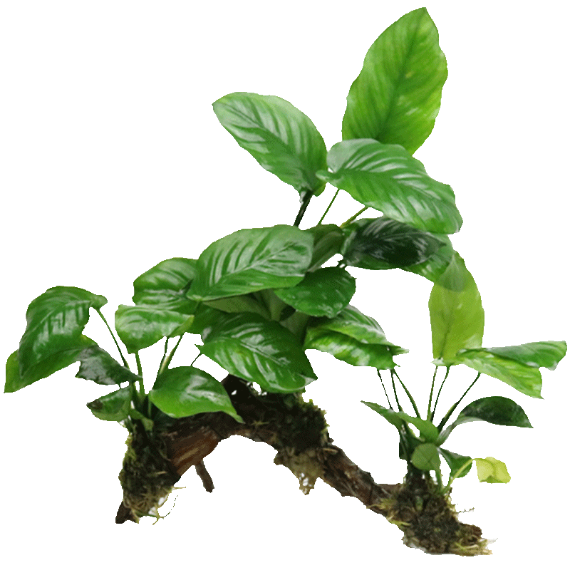 火山石水草鱼缸懒人水草植物