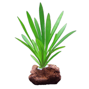 鱼缸活体水草植物真草水培绿菊装饰阴性净化水火山石生态造景全套