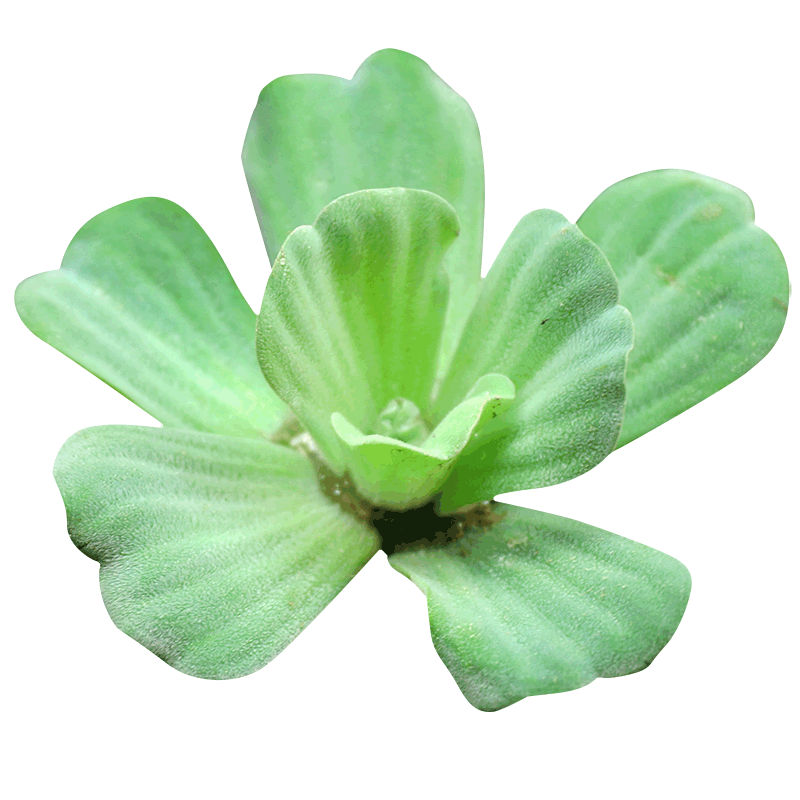 浮萍水草水芙蓉养鱼龟缸造景浮萍