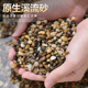 鱼缸底砂溪流石头子专用装 饰铺底水族箱造景天然河沙原生南美缸沙