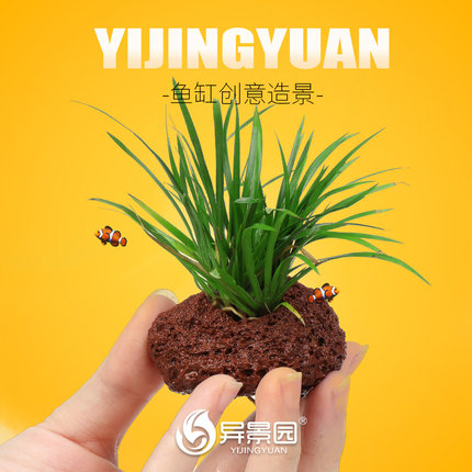 鱼缸水草植物真草水培蜈蚣装饰绿菊阴性净水火山石懒人小生态造景