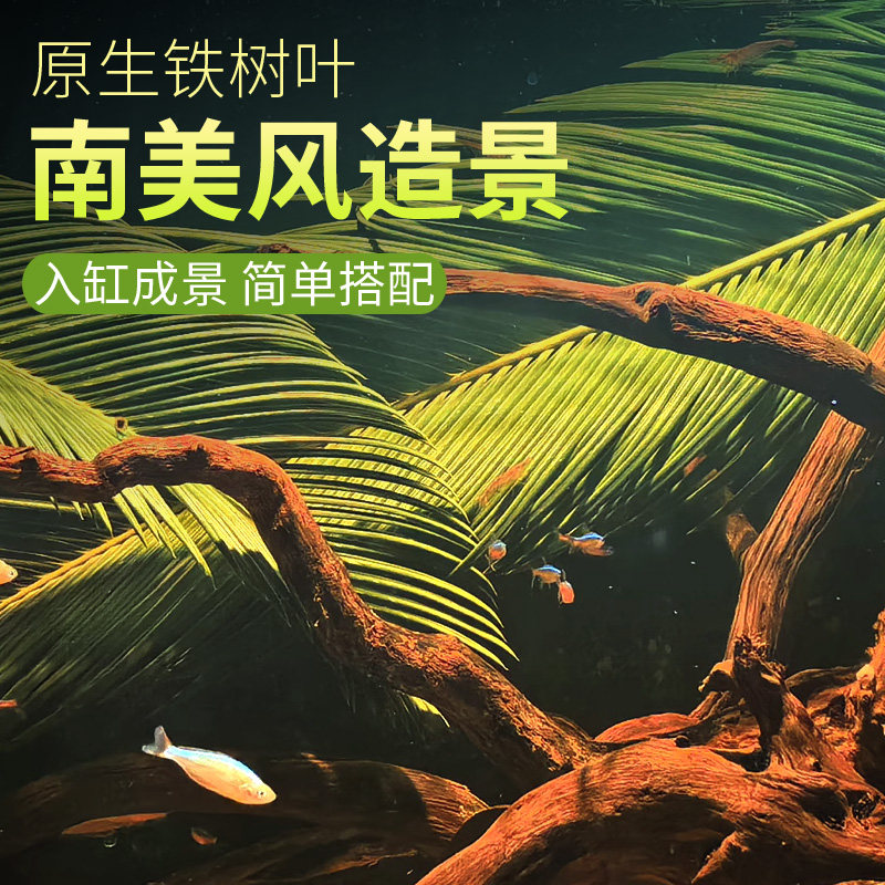 南美缸原生态造景铁树叶图片