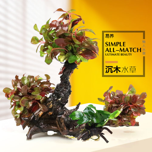 鱼缸活体水草籽阴性造景植物红波