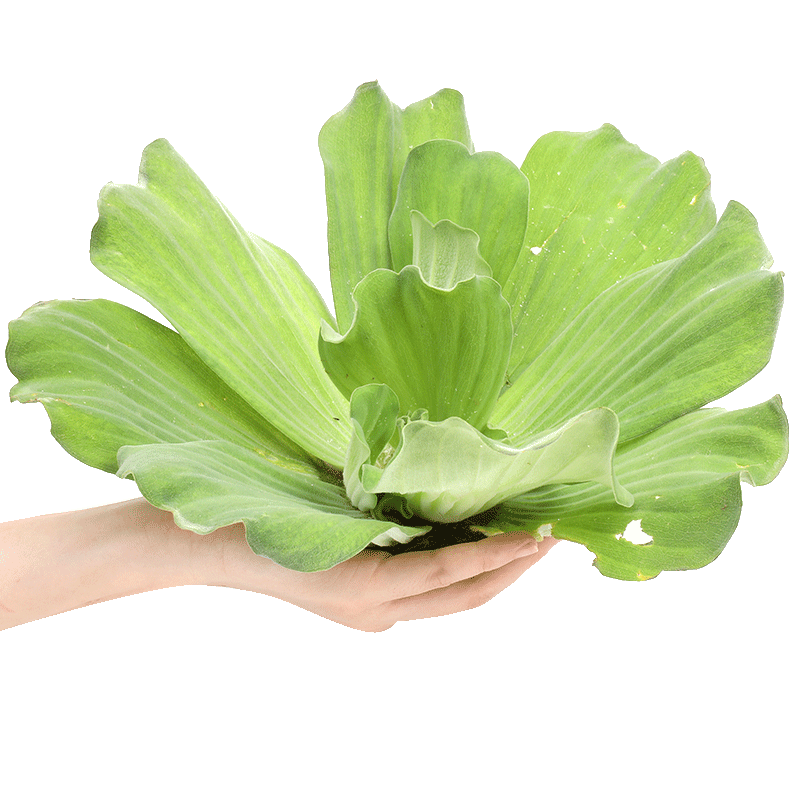 大号水芙蓉古法养鱼增氧植物