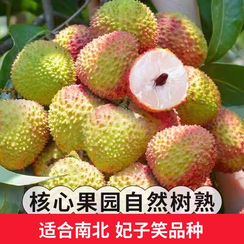 广东茂名妃子笑荔枝荔枝新鲜水果当季水果荔枝高州特产现摘现发
