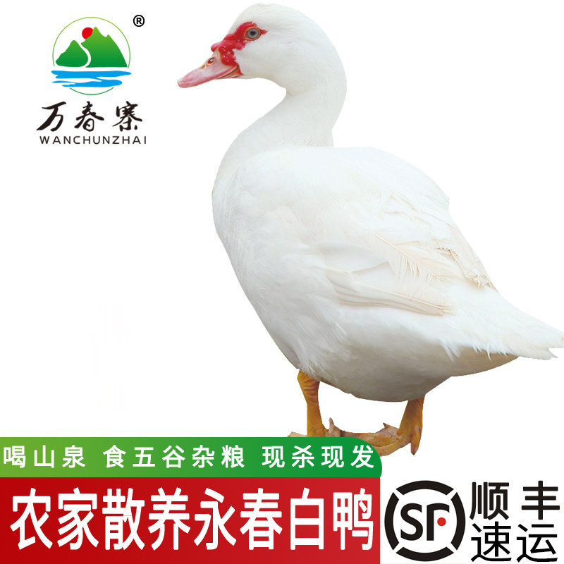 万春寨永春白鸭红脸番鸭 3斤净重 农家土鸭整只鸭肉 永春石鼓白鸭