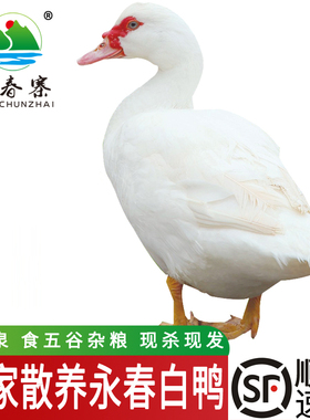 万春寨永春白鸭红脸番鸭 3斤净重 农家土鸭整只鸭肉 永春石鼓白鸭