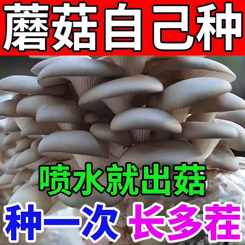 家庭自种蘑菇菌包食用菌棒