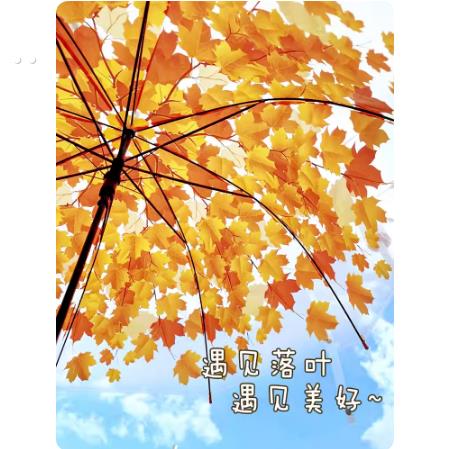 高颜值枫叶雨伞拍照伞公主儿童伞网红长柄透明雨伞大号树叶雨伞