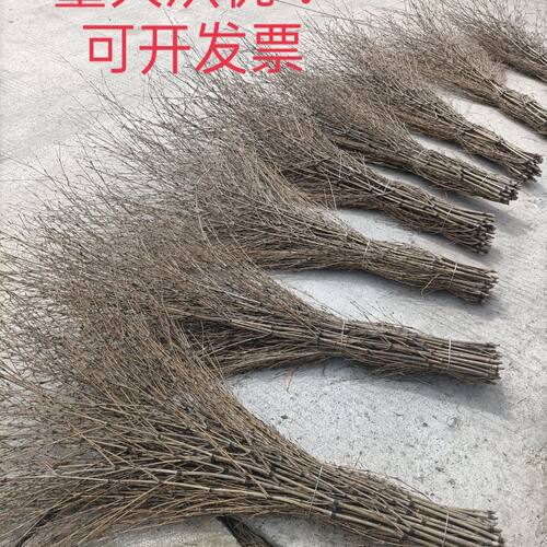 老楠竹枝丫扫把头!学校工