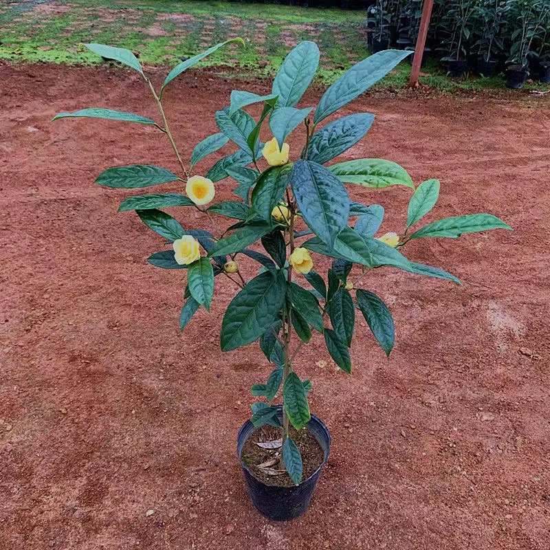 防城金花茶苗四季金茶花树苗毛瓣崇左凹脉显脉抱劲原生树苗盆栽