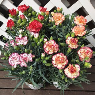 康乃馨花种子阳台盆栽四季花卉籽五彩石竹科多年生节日花卉种子