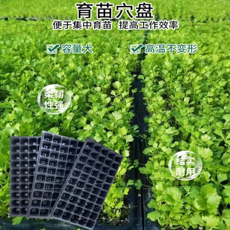 西瓜育苗盘穴盘辣椒西红柿蔬菜多肉专用塑料营养盘钵扦插育苗神器