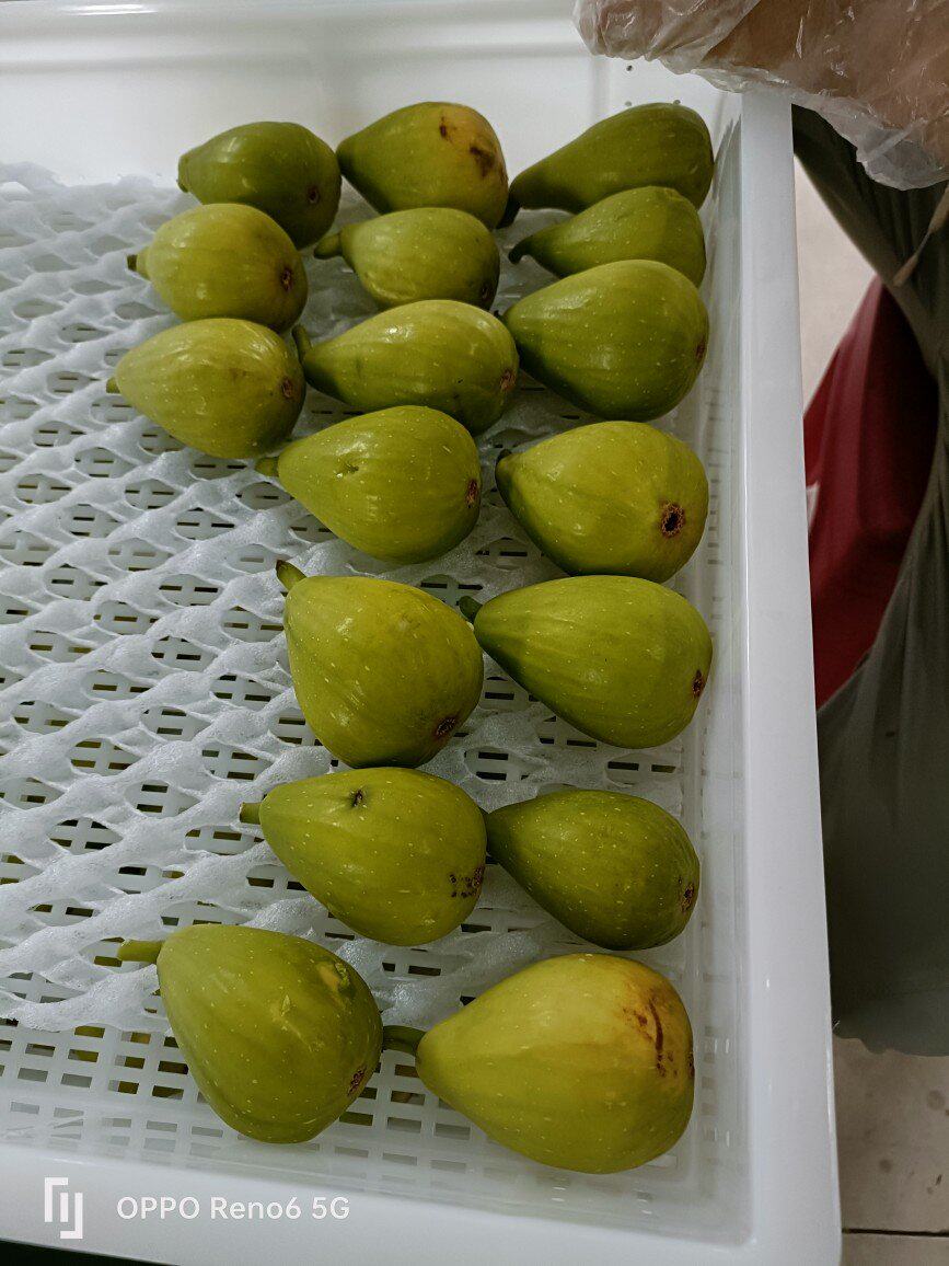 斯特拉(stella)无花果鲜果itnu