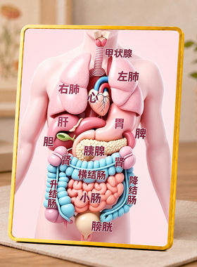 人体内脏位置分布图装饰摆台居家桌面医学科普创意装饰摆件