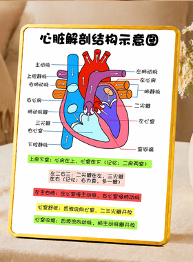 心脏解剖结构示意图摆架医学生学习记忆知识点医学桌面装饰摆件