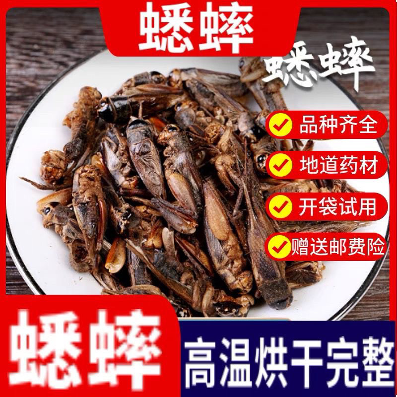 野生蟋蟀干中药材蛐蛐干秋虫将军干鸟食干净无杂