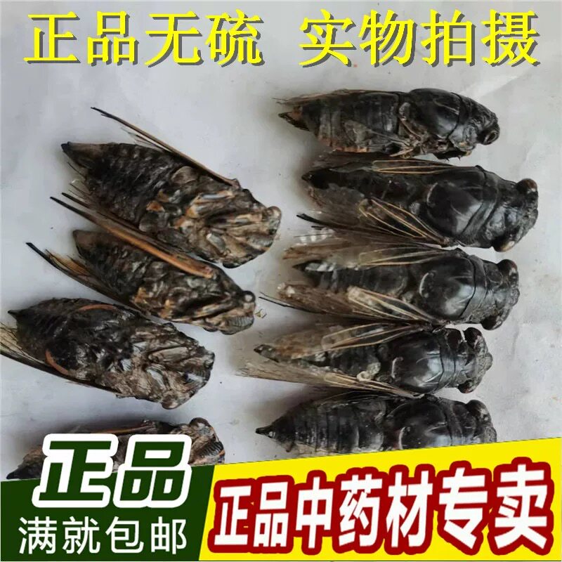 鸣蝉中药材蝉蜕/碎虫蜕/虫退/知了猴/蝉退壳/爬了猴/蝉衣100g包邮