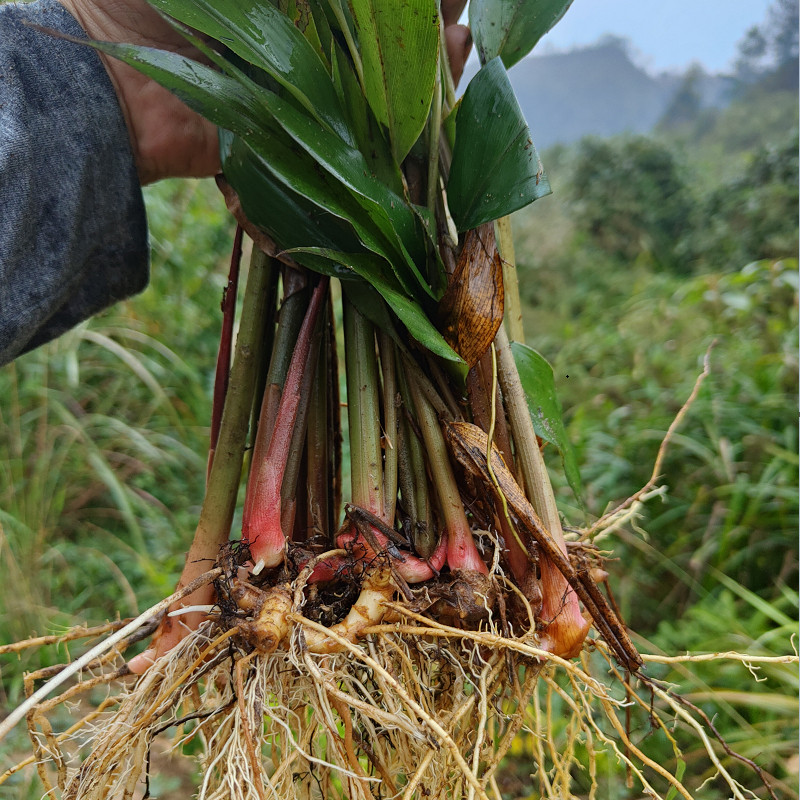 山姜 南姜苗 大山高良姜百份百纯野生原种苗可火锅卤味汤料去汗斑