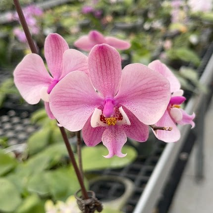 旭美兰花2.55寸西蕾蝴蝶兰