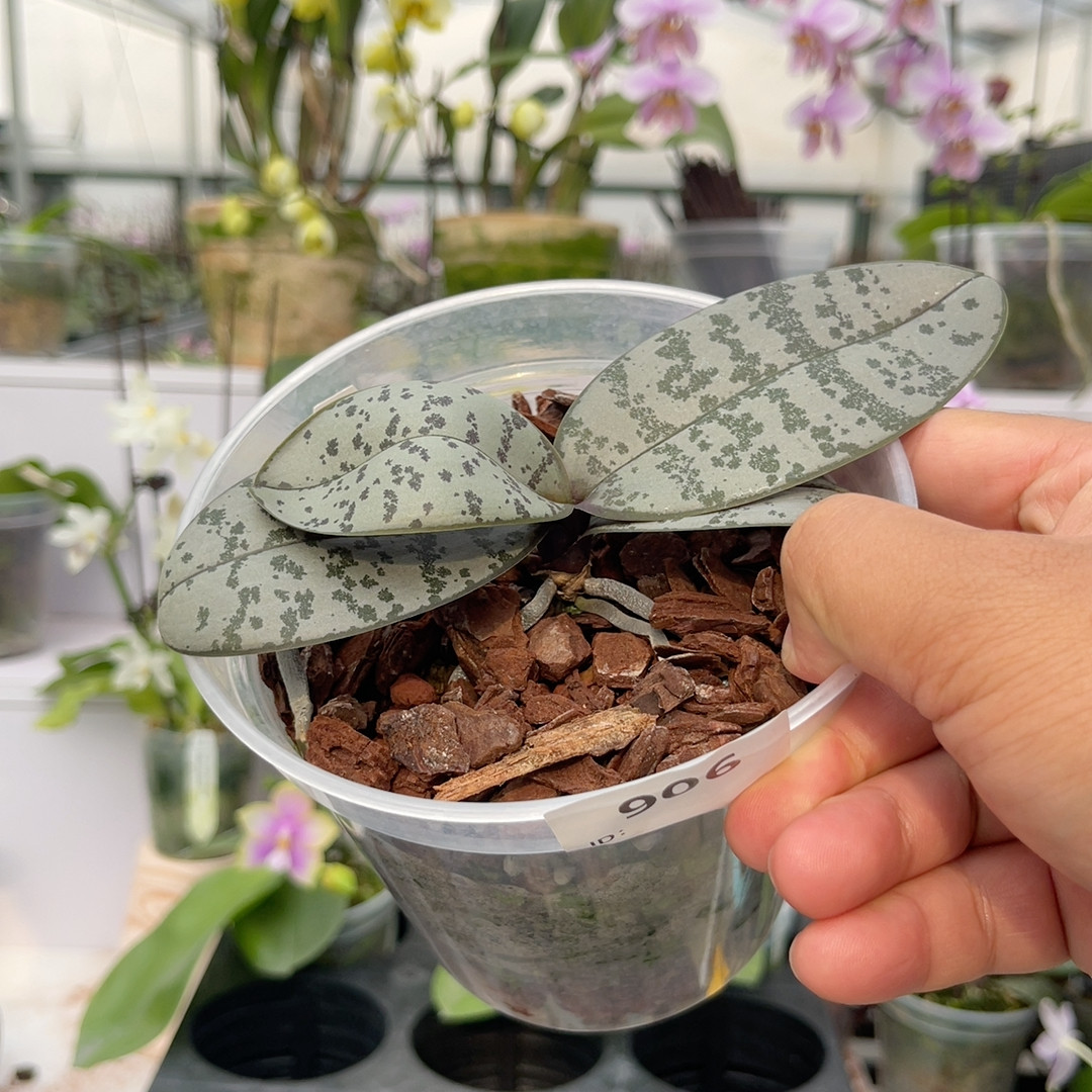 906 swrm929 抽梗 一物一拍