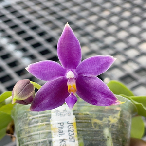 762 2.8寸蓝路帝兄弟交 一物一拍