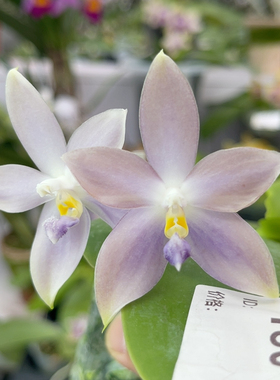 180 2.5寸23FR 一物一拍