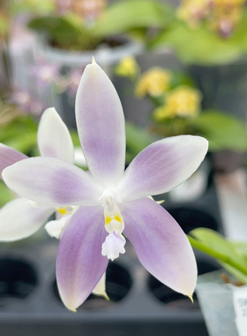 601 2.5寸23FR 一物一拍