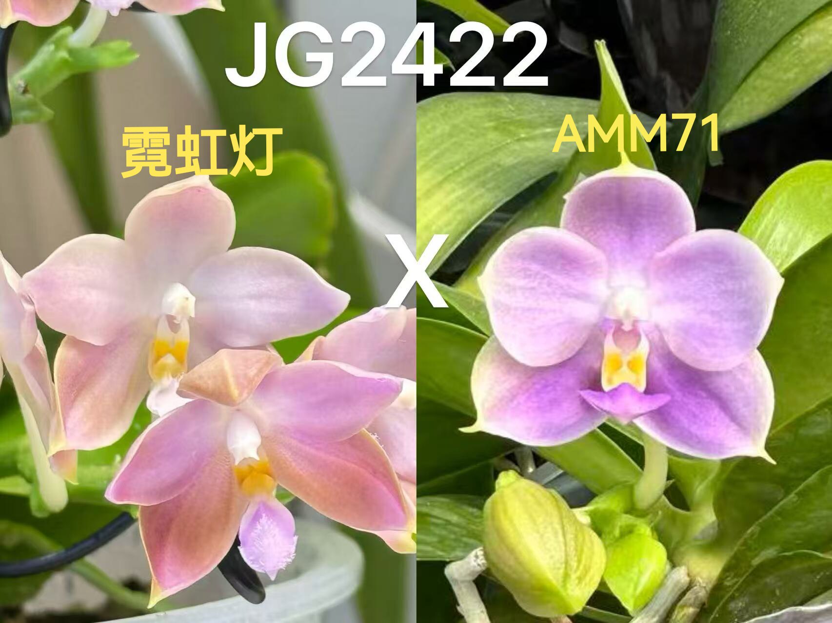 霓虹灯和弥陀amm71优秀亲本