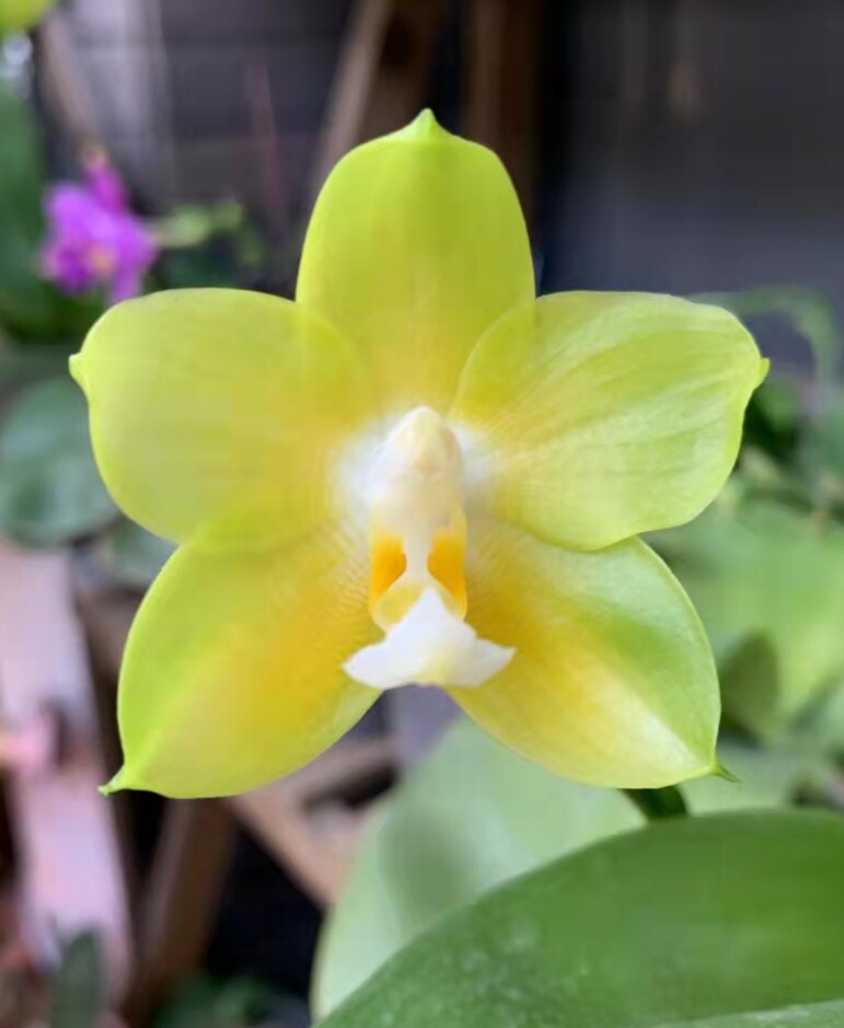 旭美兰花 2.5寸日本桃子 p.joy spring canary japan peach