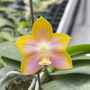 一物一拍 福利 958 3寸反射龙交71