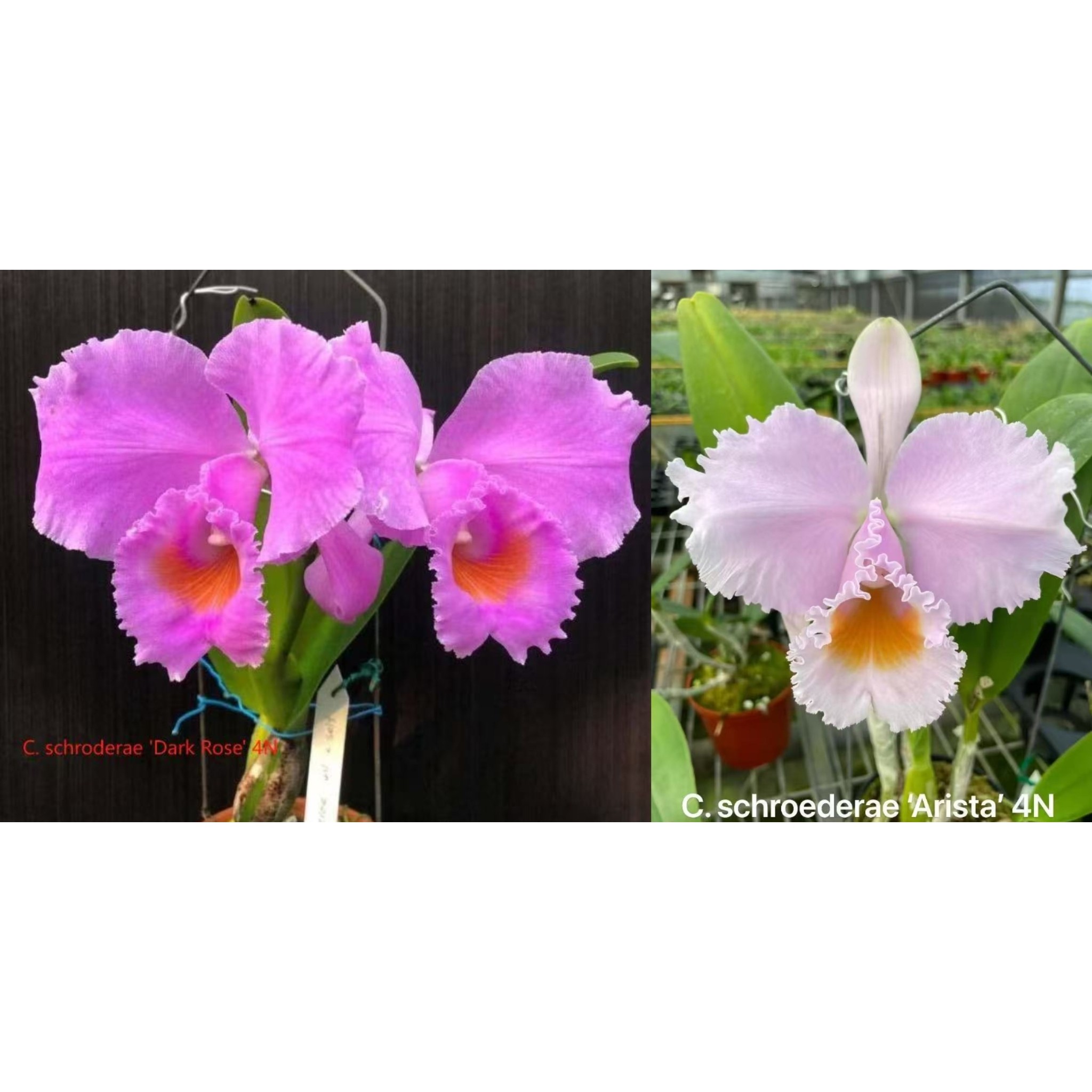 旭美兰花 卡特兰 舒罗 黑玫瑰4N交同色4NArista