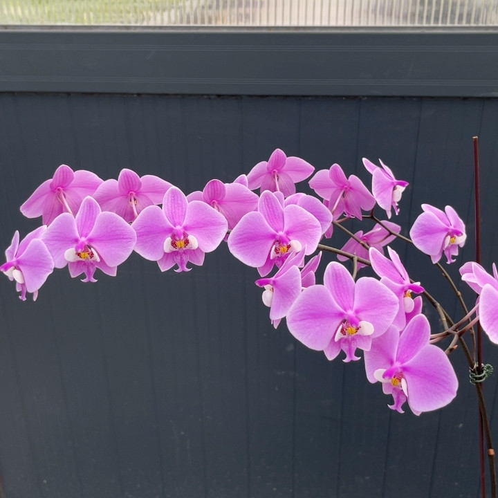 1327 5寸swrm610 一物一拍