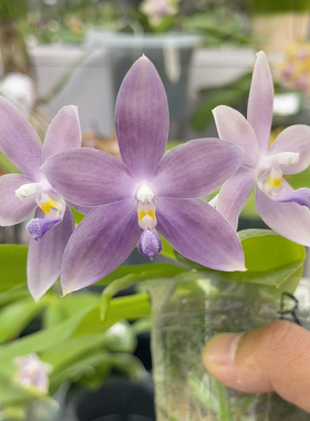 685 2.8寸23FR 一物一拍