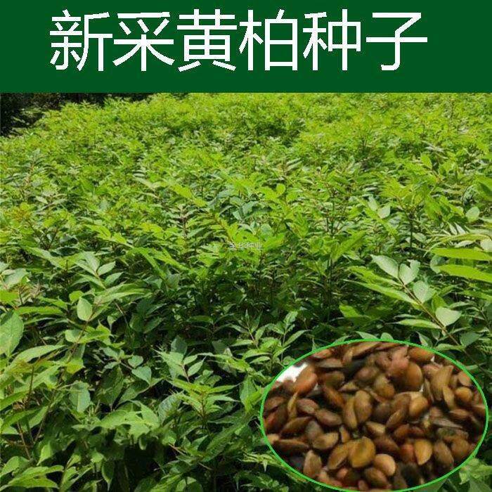 种子黄柏黄柏黄菠萝木圆柏檗黄檗园林绿化树种药材种子子林木籽川