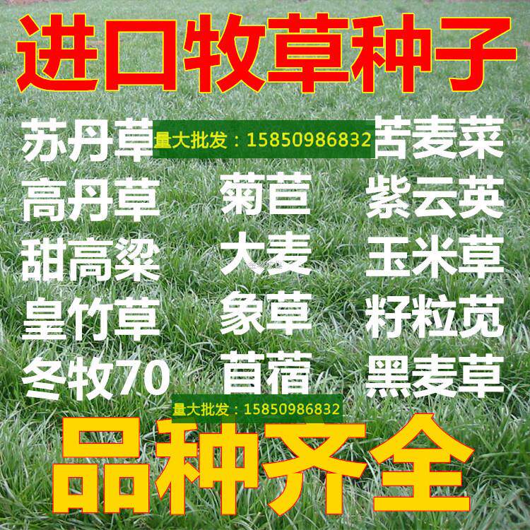 草菊苣黑麦草草木樨紫花苜蓿冬牧70玉米种子草籽紫云英三叶草