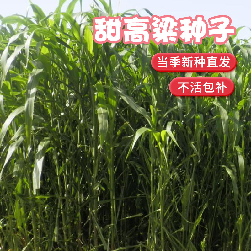 牧草种子南北方型大力士甜高粱饲用甜高粱牛羊鱼草籽进口种子