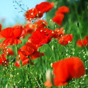 红色花卉种子虞美人虞美人花子多年生种籽矮混色冰岛东方耐寒春秋