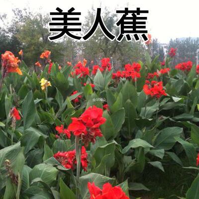 花庭院易活子黄花室外小花红艳美人蕉芭蕉蕉种籽种子花籽美人蕉小