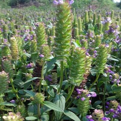 白毛四季药材高盆栽简单播种种籽夏枯球阳台新采夏枯草发芽率种子