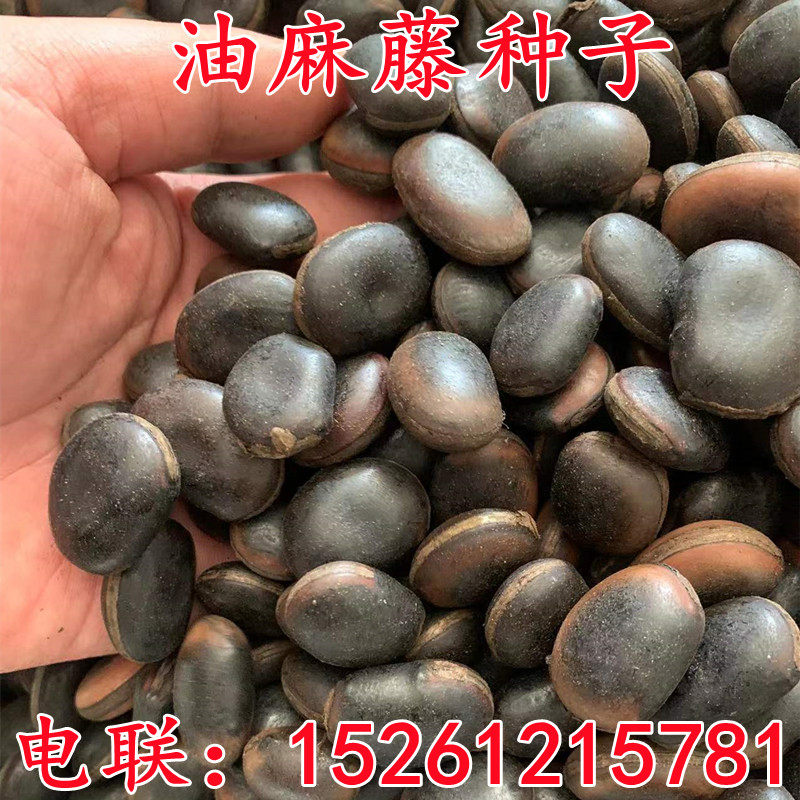 油麻藤种子大血藤牛马藤鸡血藤林木矿山复绿边坡绿化常绿爬藤草籽